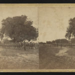 29th Regiment Connecticut Volunteers, U.S. Colored Troops in formation near Beaufort South Carolina - Library of Congress